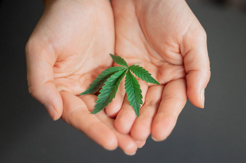 person holding a cannabis leaf