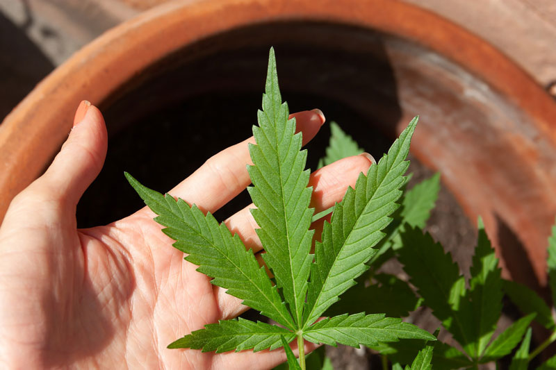 freshly-picked-cannabis-leaves