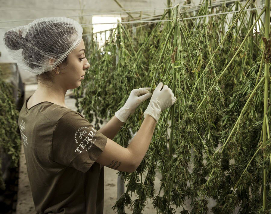 employee sorting out cannabis leaves