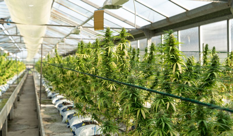 modern cannabis farm