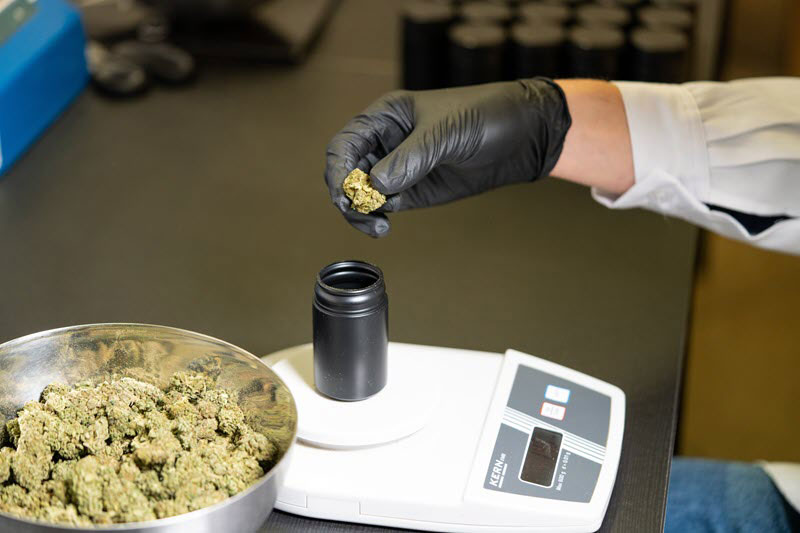 cbd leaves being weighed