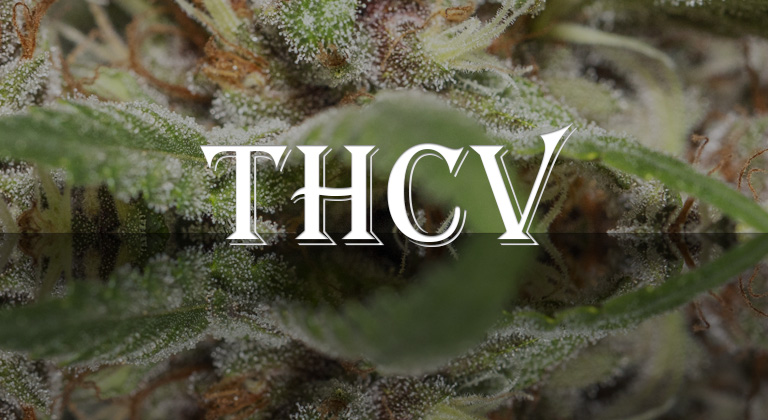 What is THCV? The Energizer Bunny of Cannabis